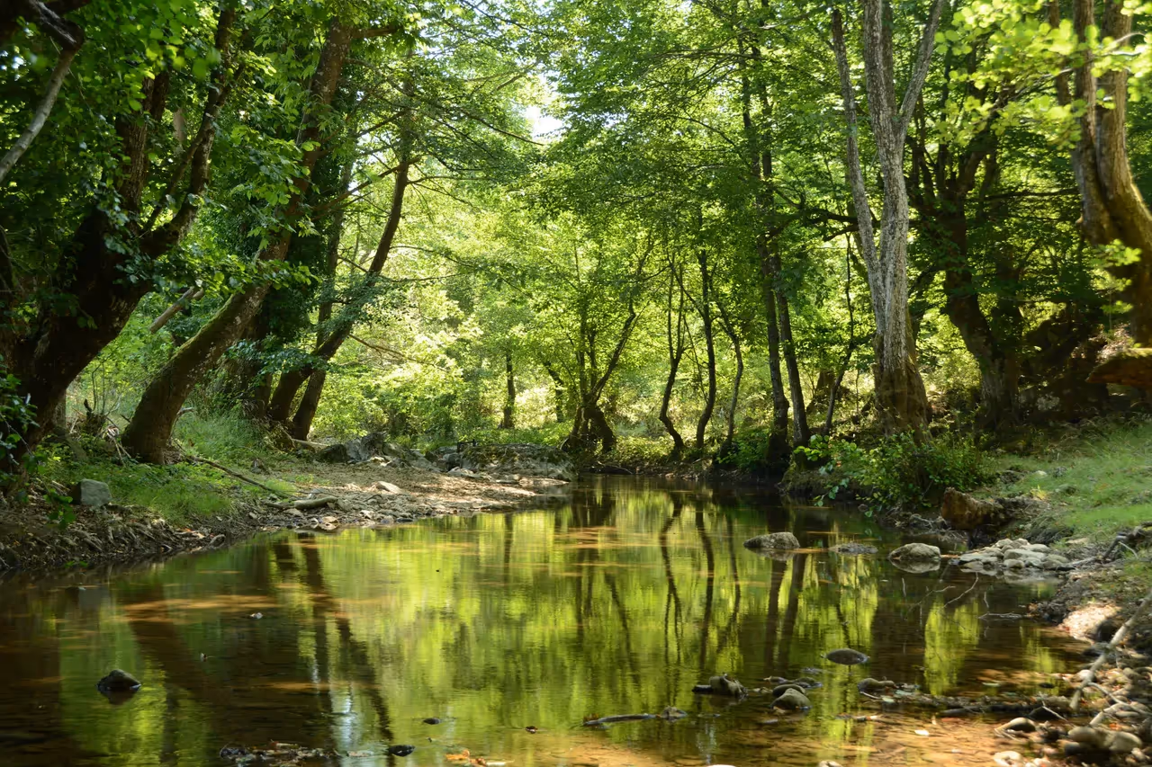 Forest and river imagery from the One River Wisdom website